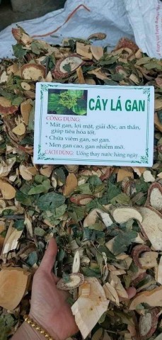 Cây lá gan